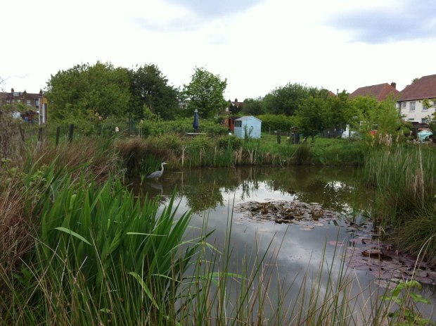 Wildlife pond at Framfield Allotments