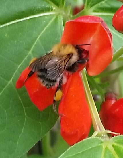 bee in red flower