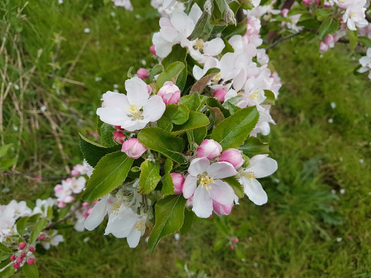 Diana and Dennis with 2012 Big Wildlife Garden Award