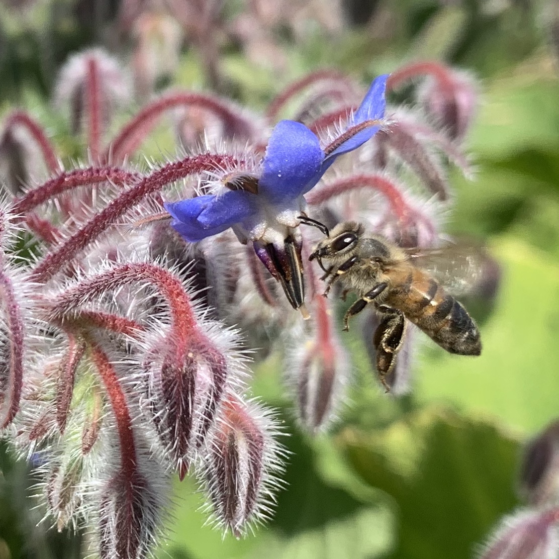 amberlilly aged 13 -2