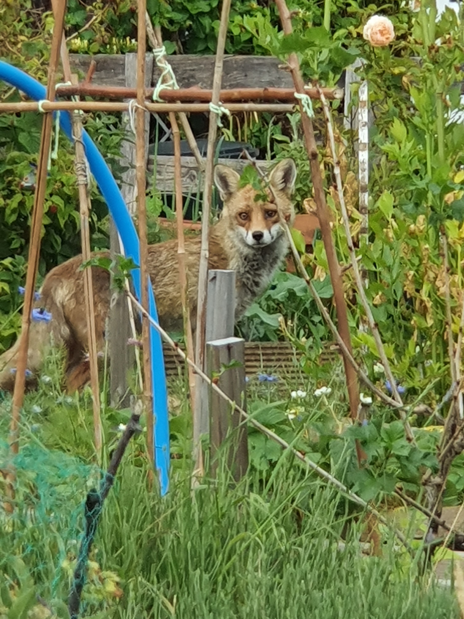 isabella age 14 nature -