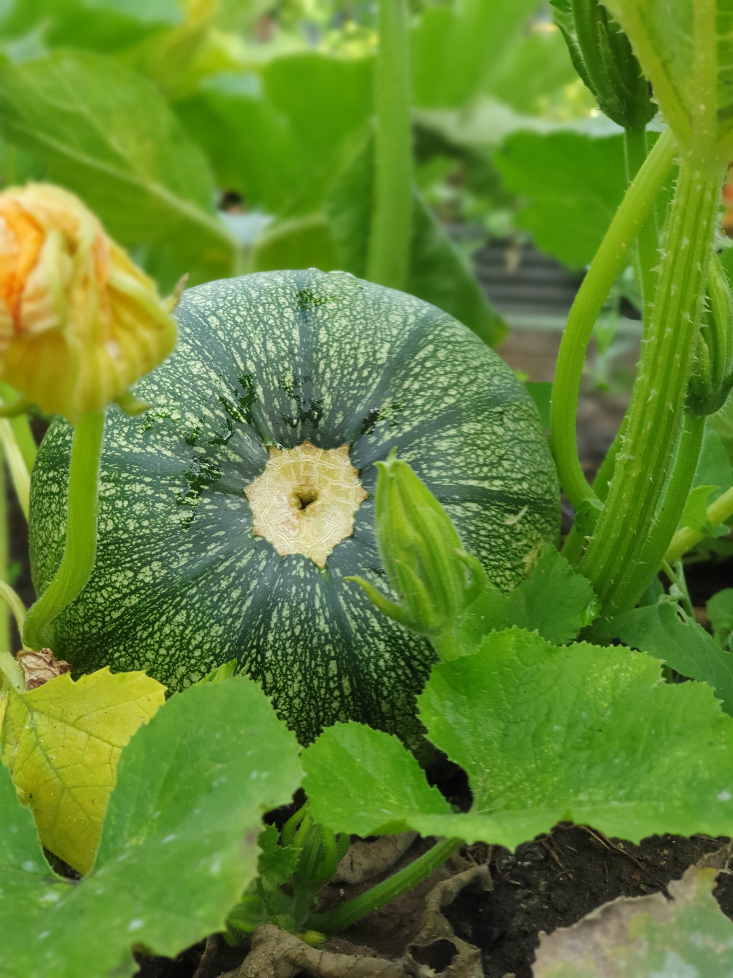 isabella age 14 nature - 3